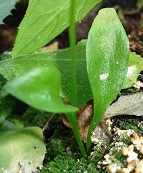Top of non-fertile leaves photo